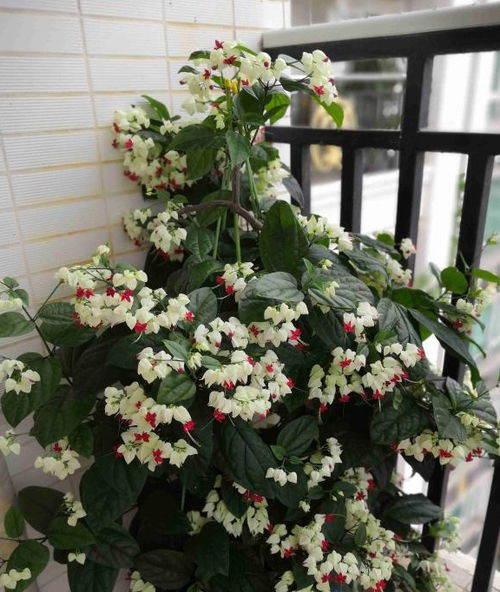 夏季養花選這款,好看又好養,四季開花,花量豐富,陽臺變花園 栽培