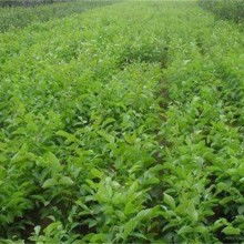 2020綠化苗木價格 報價 綠化苗木批發 黃頁88園林網