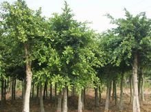 綠化苗木苗木假植