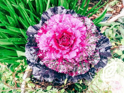 植培施 羽衣甘藍Brassica oleracea var. 一 二年生草本花卉栽培手冊