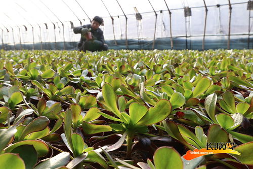 豐南區 小 多肉 催開致富花