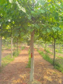 毛白楊 形態(tài)特征 二次截干法桐.國(guó)槐.毛白楊.合歡.白蠟.1...