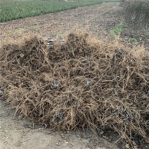 【批發(fā)矮化柱狀蘋果苗、批發(fā)矮化柱狀蘋果苗基地】- 