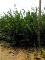 泰安劃算的榆葉梅供應:臨沂榆葉梅-山東科大苗木基地提供泰安劃算的榆葉梅供應:臨沂榆葉梅的相關(guān)介紹、產(chǎn)品、服務、圖片、價格山東3公分銀杏苗基地促銷裝歡迎咨詢136【4538】6501、百日紅、櫻花、白皮松、紅楓、法桐、