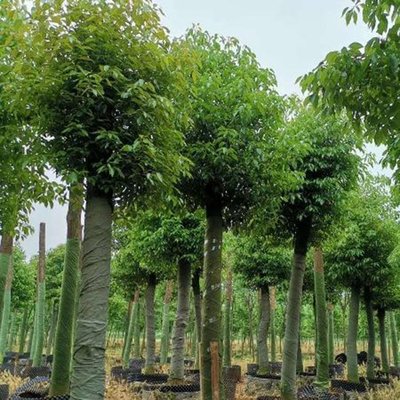 10-30公分香樟樹基地批發(fā)價格 胸徑30公分大葉香樟 優(yōu)質(zhì)香樟樹 紅成苗木