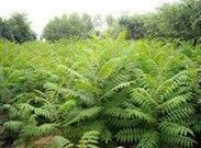 供應博野華林苗木苗圃|博野苗圃報價_安全防護_世界工廠網中國產品信息庫