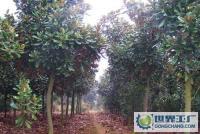 綠化苗木 15-20公分廣玉蘭[供應]_綠化苗木_世界工廠網中國產品信息庫