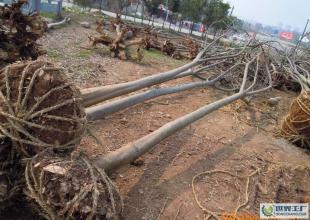 大量低價(jià)供應(yīng)綠化苗木野生欒樹(shù)全冠_農(nóng)副產(chǎn)品_世界工廠網(wǎng)中國(guó)產(chǎn)品信息庫(kù)