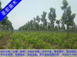2公分法桐小苗價格山東臨沂法桐種植技術(shù)
