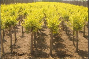 河北金葉榆苗子 河北金葉榆生產(chǎn)基地 金葉榆批發(fā) 金葉榆價格