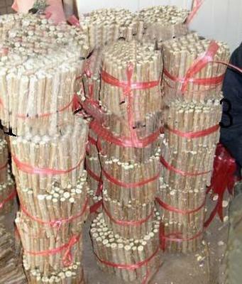 農(nóng)戶直供 全紅楊扦插段、楊樹扦插段【圖】