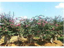 瀏陽柏湖苗木專業(yè)合作社產(chǎn)品展示