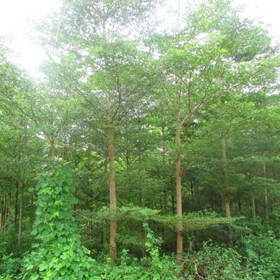 【急 急 急 8000棵步步高(發(fā)財(cái)樹(shù))風(fēng)景樹(shù)急需銷(xiāo)售】批發(fā),供應(yīng),價(jià)格,廠(chǎng)家,雙魚(yú)和玉-中國(guó)惠農(nóng)網(wǎng)