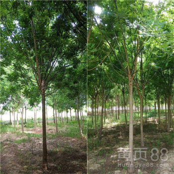 【綠化苗木國槐10公分國槐國槐報(bào)價(jià)原生冠】-