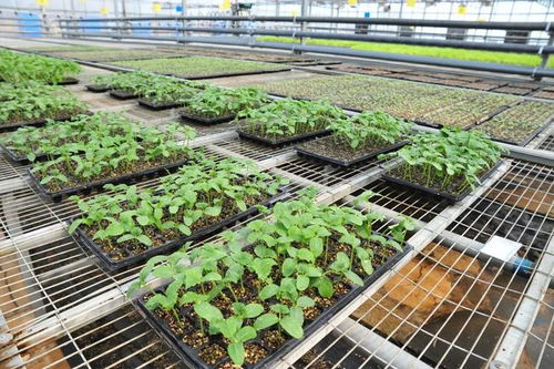 延慶現代化育苗工廠助力保障蔬菜穩(wěn)定供應