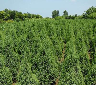 常年大量供應 塔快 金葉榆規(guī)格齊全-玉樹苗木