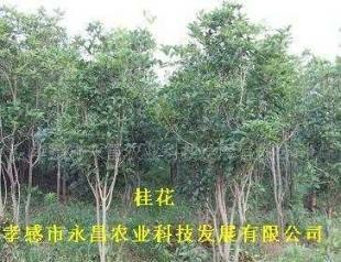 供應孝感市永昌農業(yè)科技發(fā)展批發(fā)綠化苗木桂花_農副產品_世界工廠網中國產品信息庫
