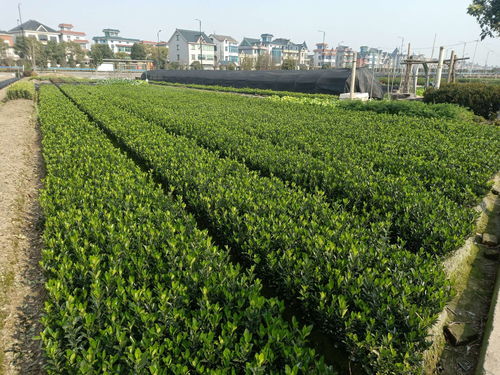 苗木求購信息597苗木網(wǎng)