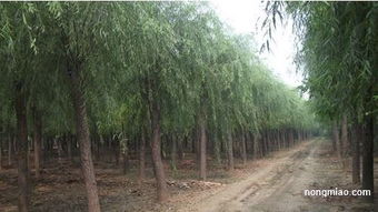 專業.可靠.真實.信賴.奧森苗圃引領苗木風向