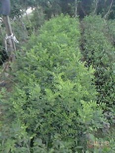 廠家直供七里香苗木盆栽花卉：九里香木香花苗，優質園林綠化工程苗木