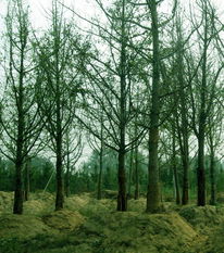 苗木供應信息 - 中國花木資訊網 | 園林苗木報價、供求信息與花木行情分析